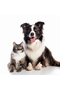 Китайский ученый научил ИИ понимать язык кошек: история кошки Ли и технологический прорыв в общении с питомцами